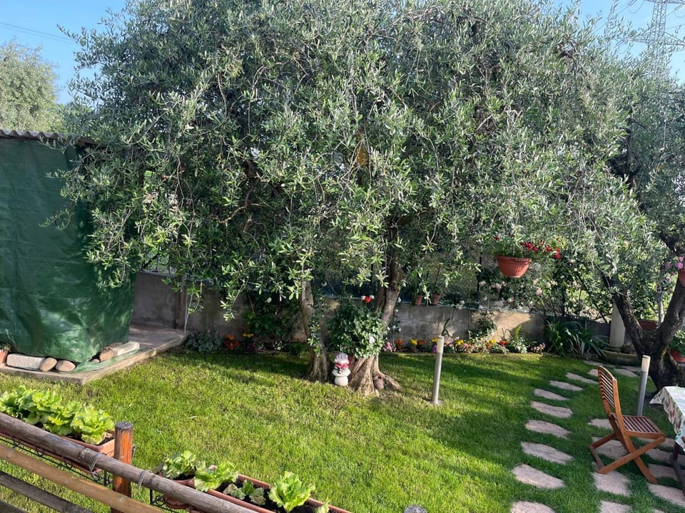Spring, Day, Natural landscape, Garden, Garden, Garden view