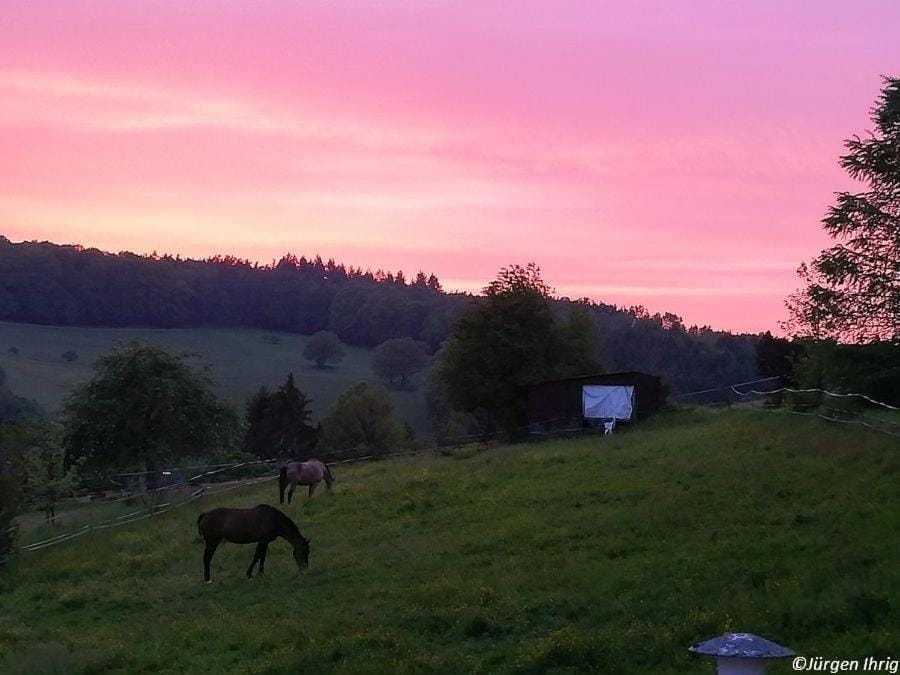 Animals, Sunset