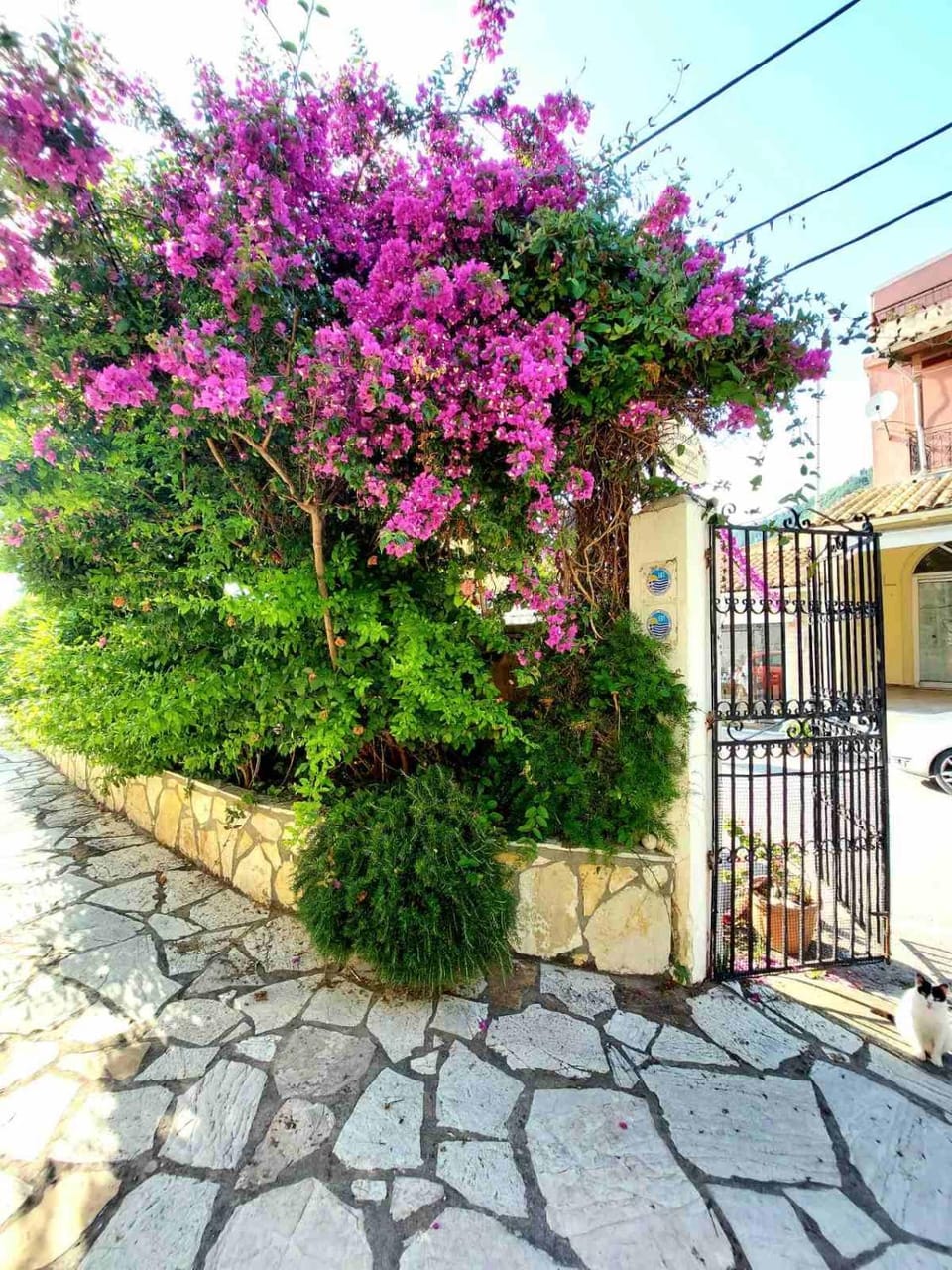 Garden view