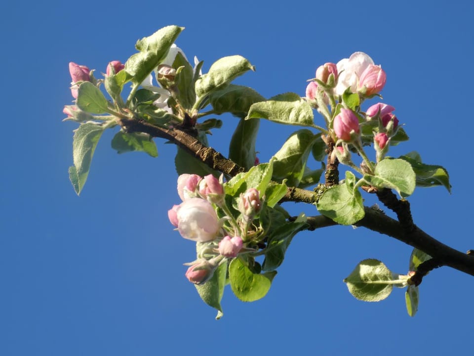 Spring, Natural landscape, On site
