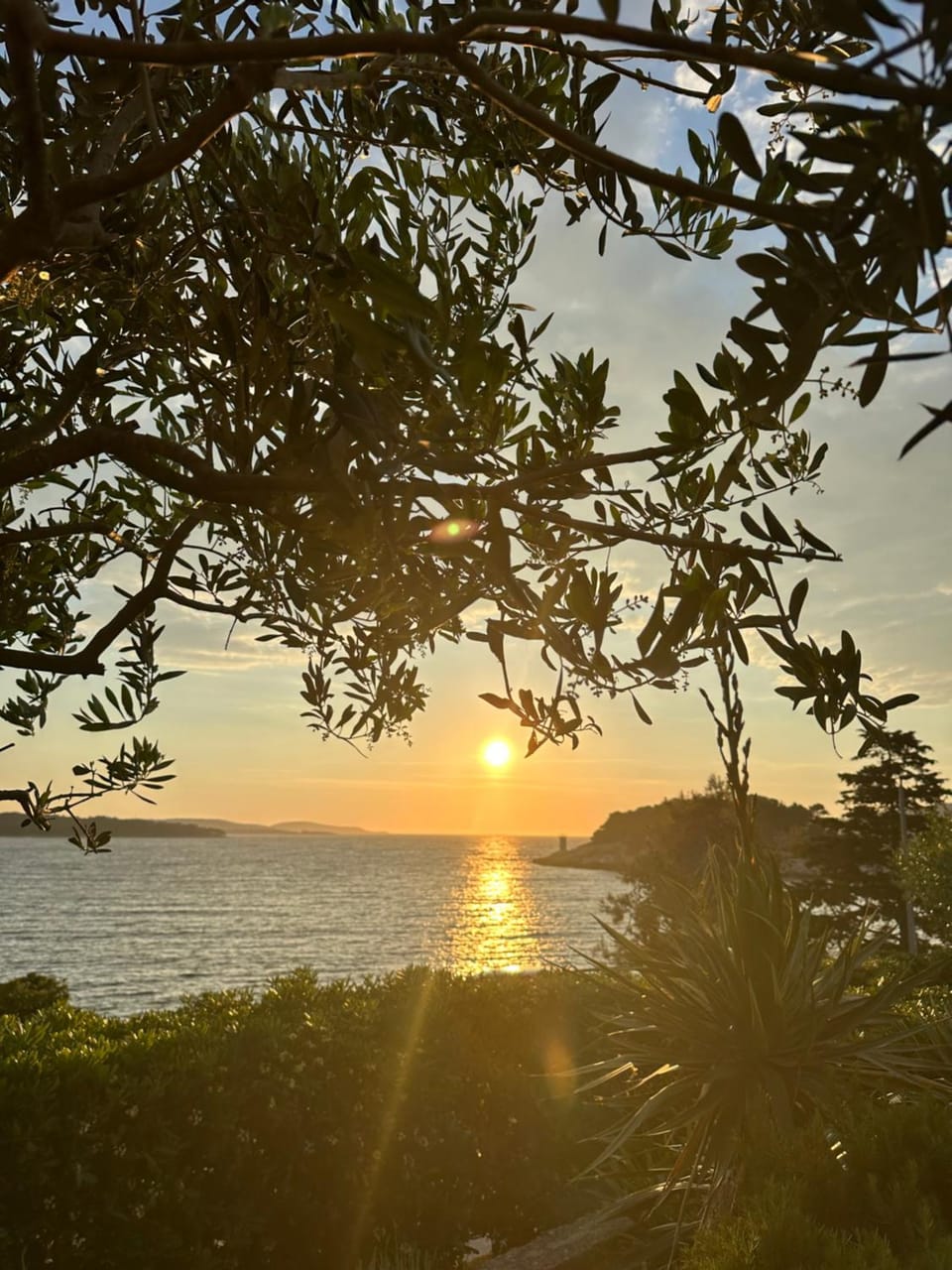Garden, Sea view, Sunset