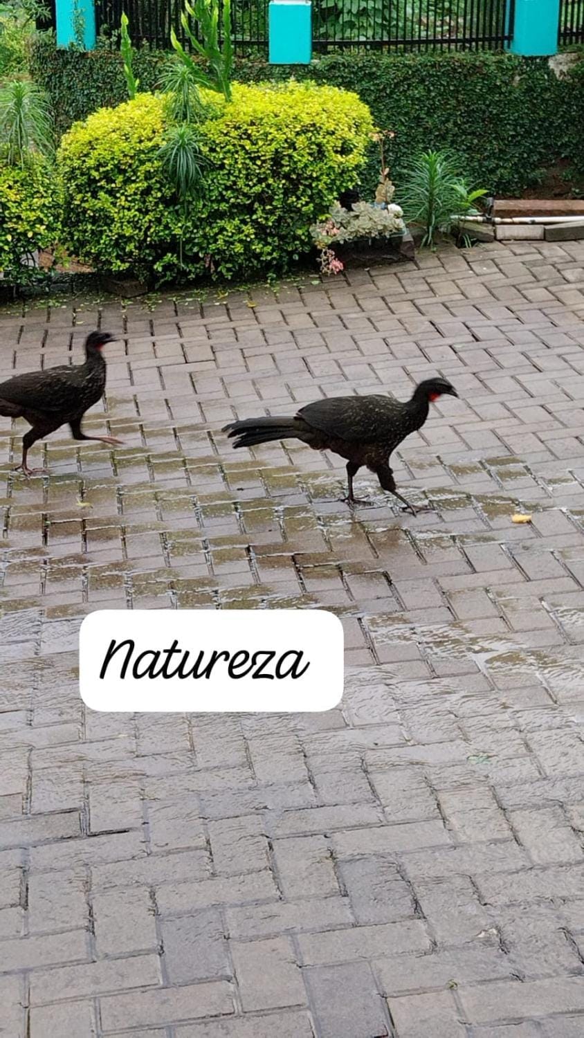 Animals