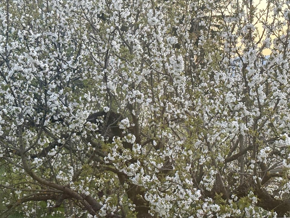 Spring