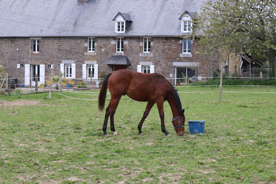 Horse-riding, Animals