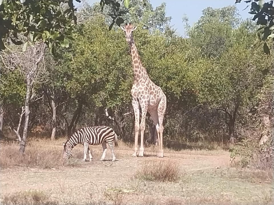 Animals