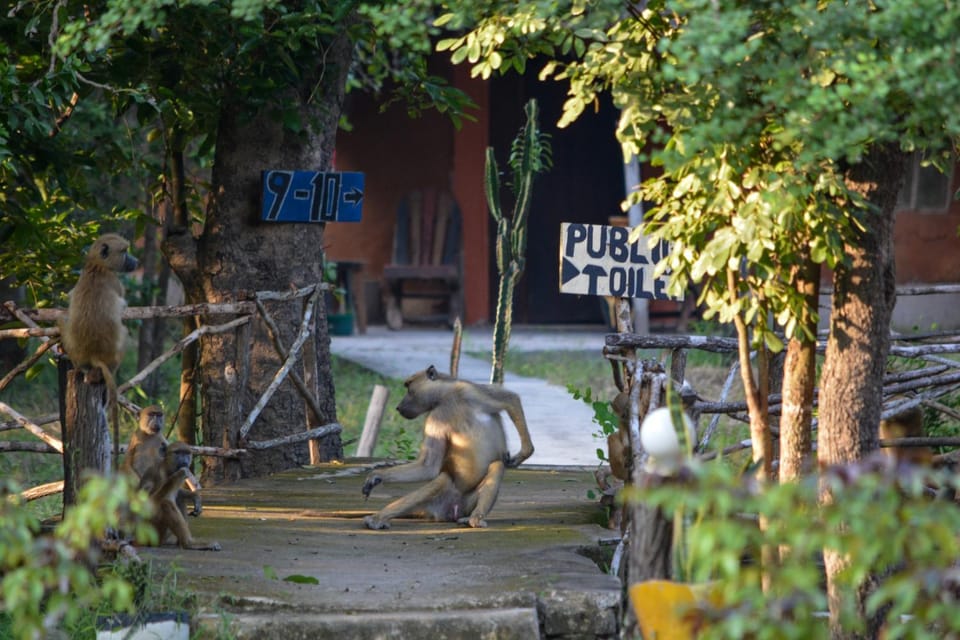 Day, Garden, Animals