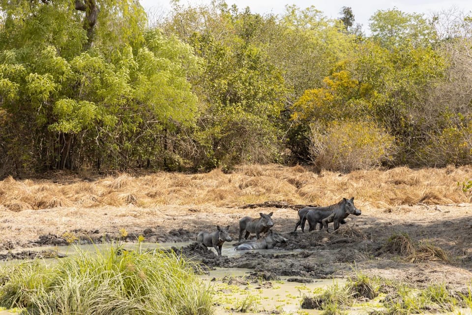 Day, Animals