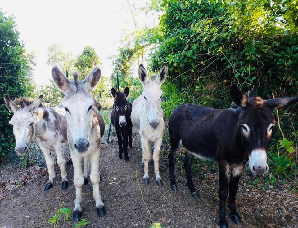 Animals