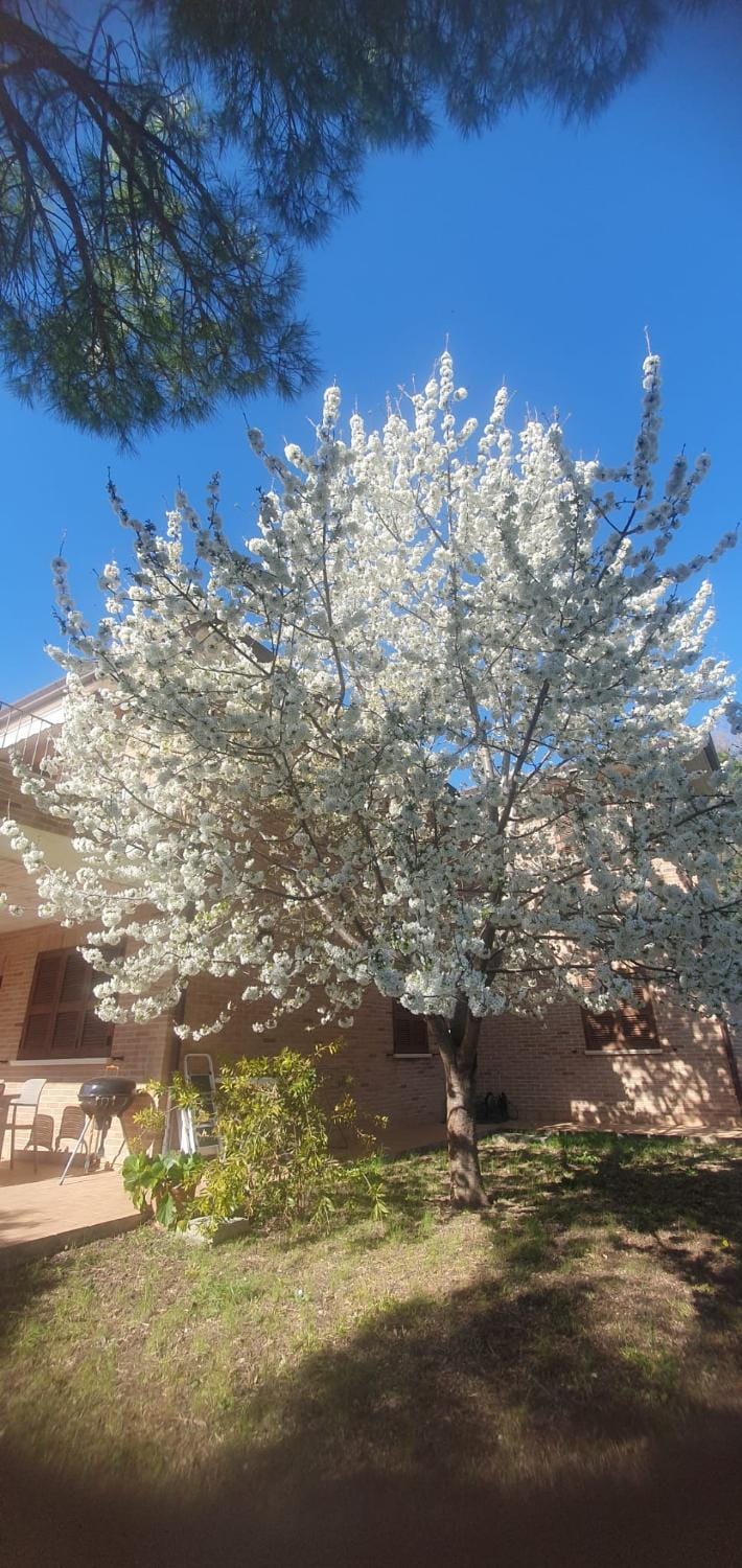 La Casa delle Ciliegie House in Assisi