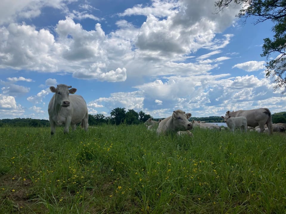 Gîte à la campagne au bord d'un Lac 8 personnes House in Nouvelle-Aquitaine