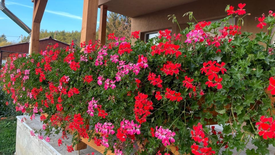 Spring, Garden, Garden view
