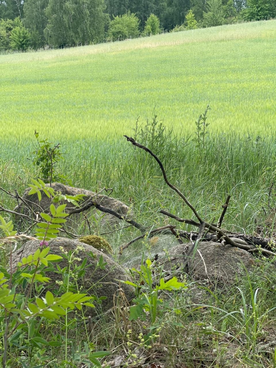 Spring, Day, Natural landscape