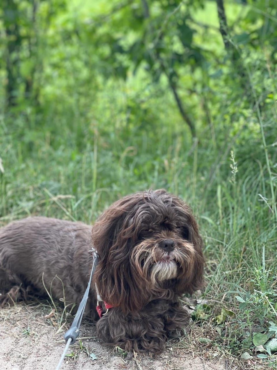 Natural landscape, Pets