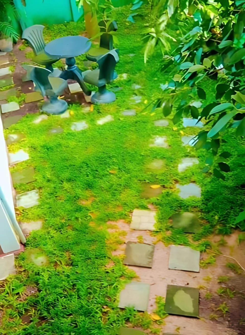 Garden view