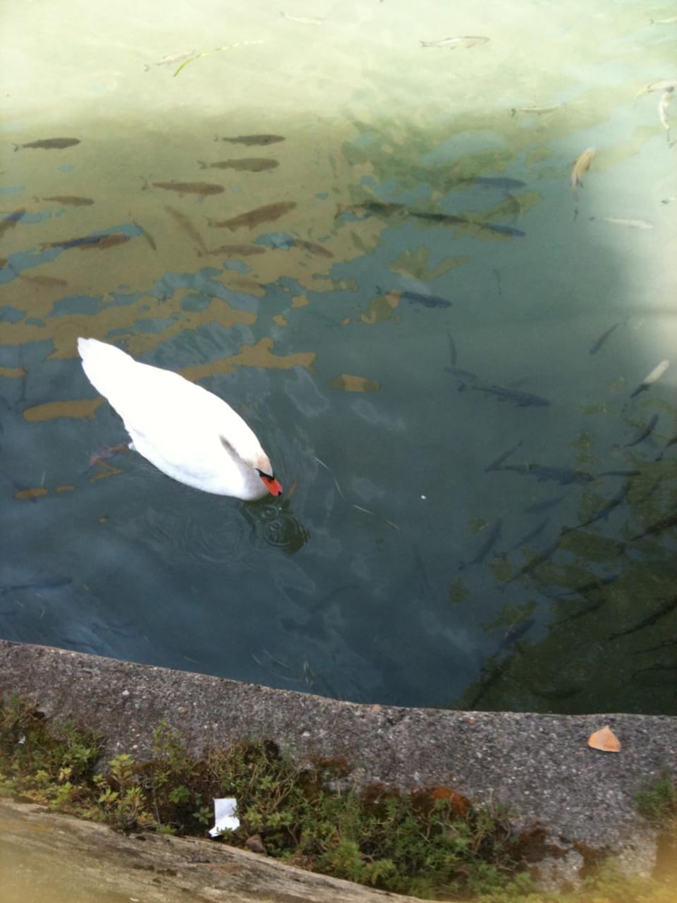 Appartamento monolocale Apartment in Iseo