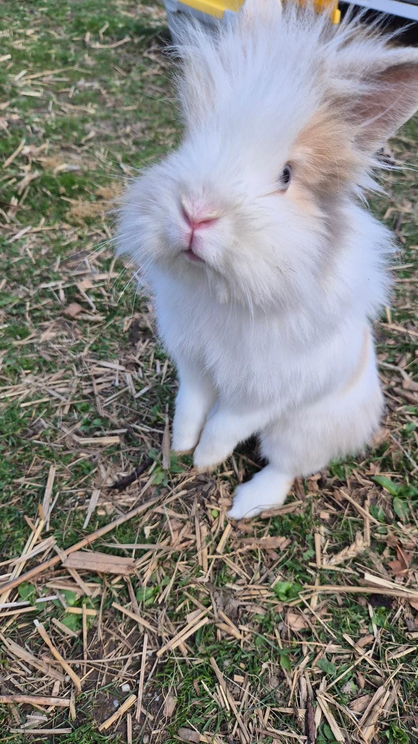 Wohnung Brauneck Apartment in Tyrol