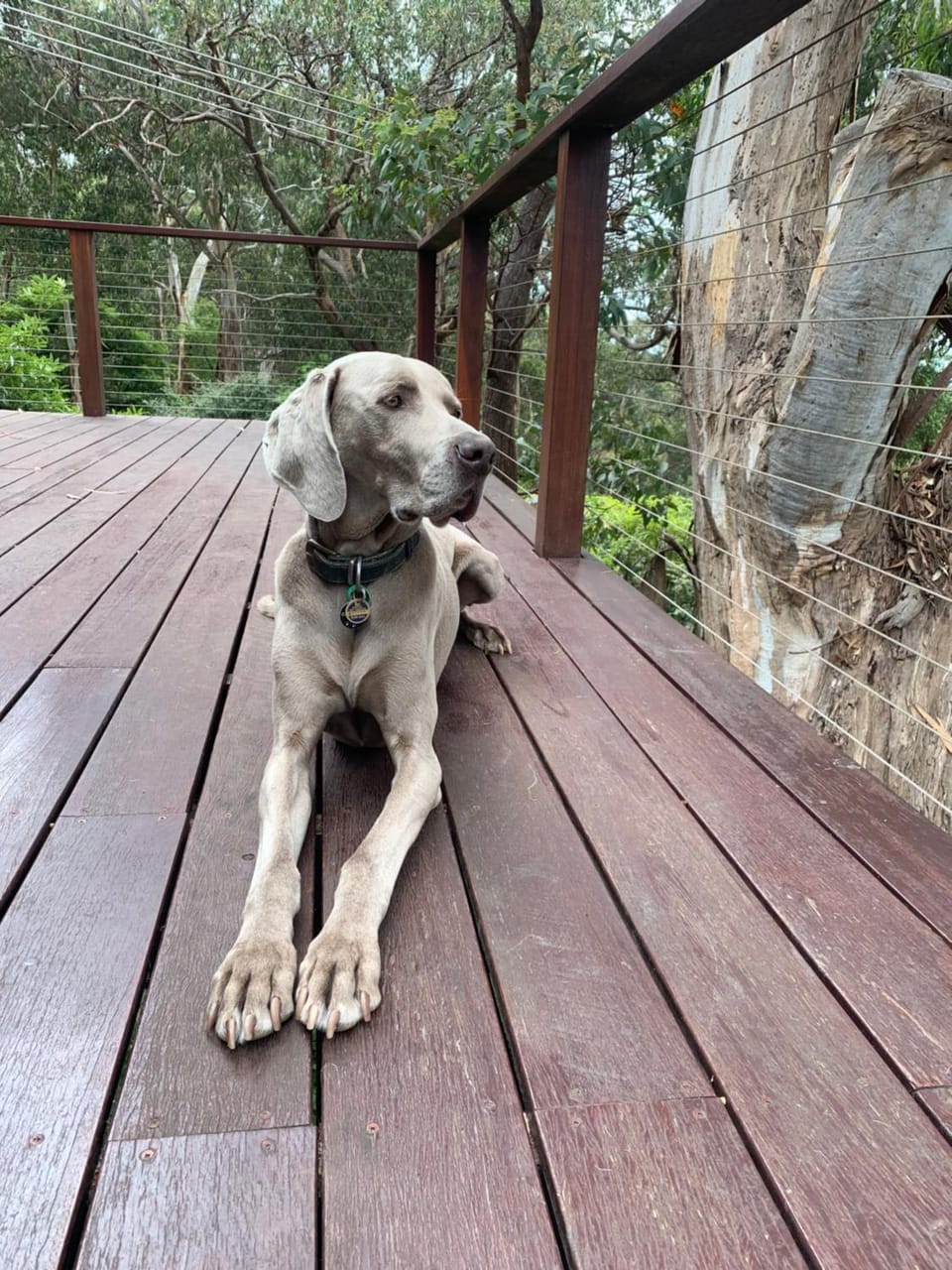 Whispering Gums - Ocean Views, Pet Friendly, EV UNIT 7kW for electric cars, Sleeps 7 House in Lorne