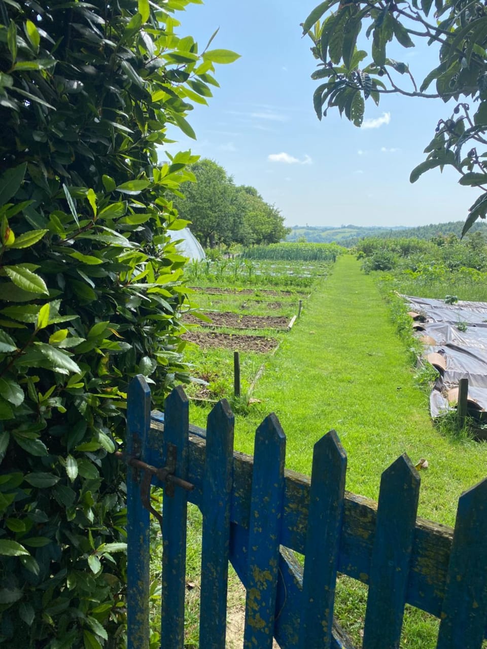 Natural landscape, Garden, Garden view