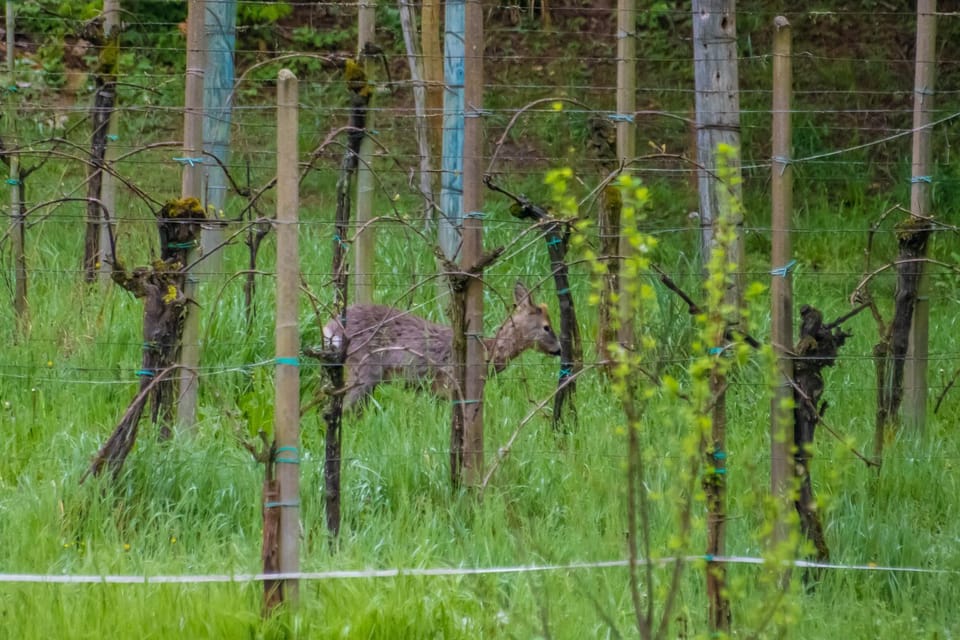 Natural landscape, Garden, Animals, Garden view