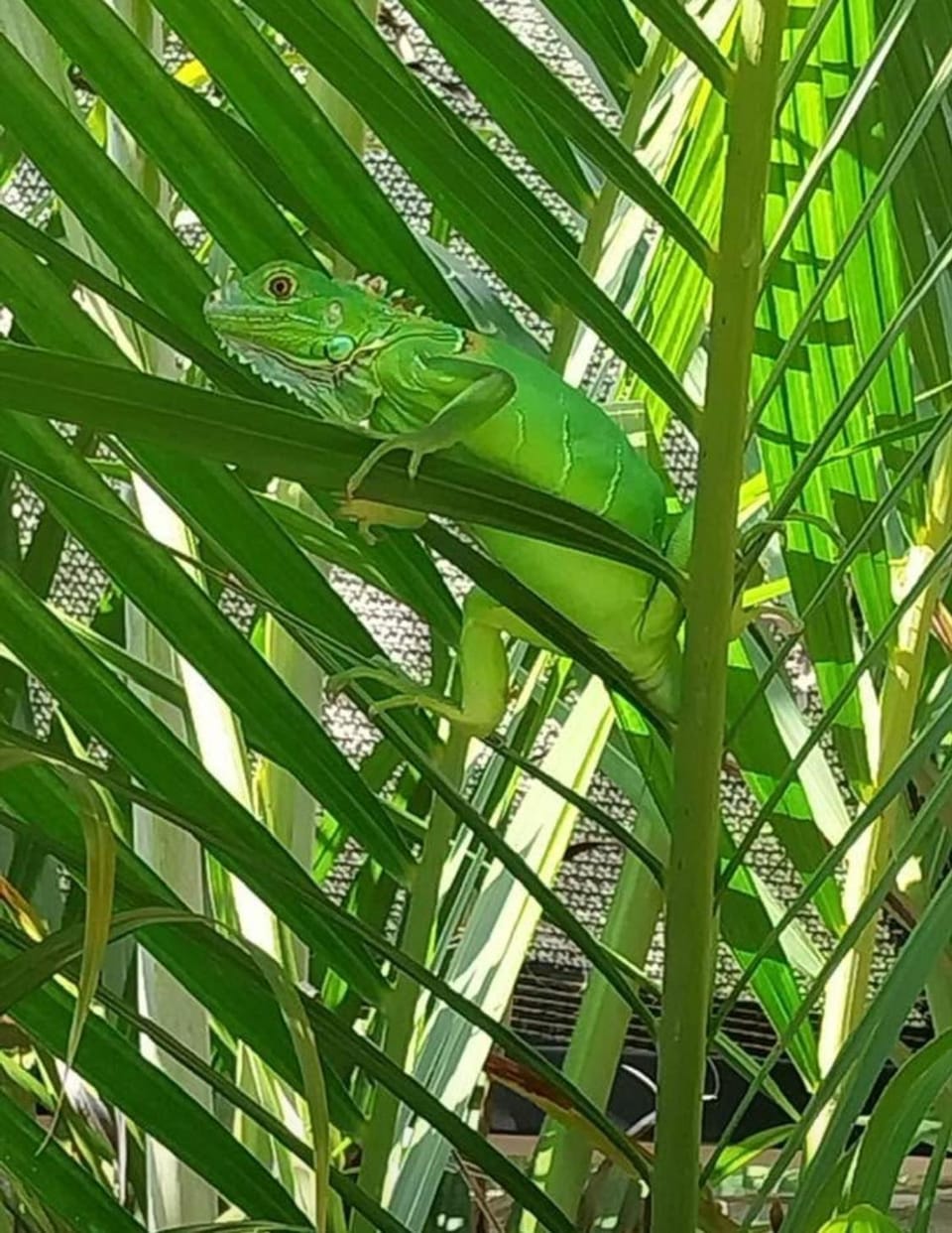 Casa Maloya alberca y vista al mar Villa in Brisas de Zicatela