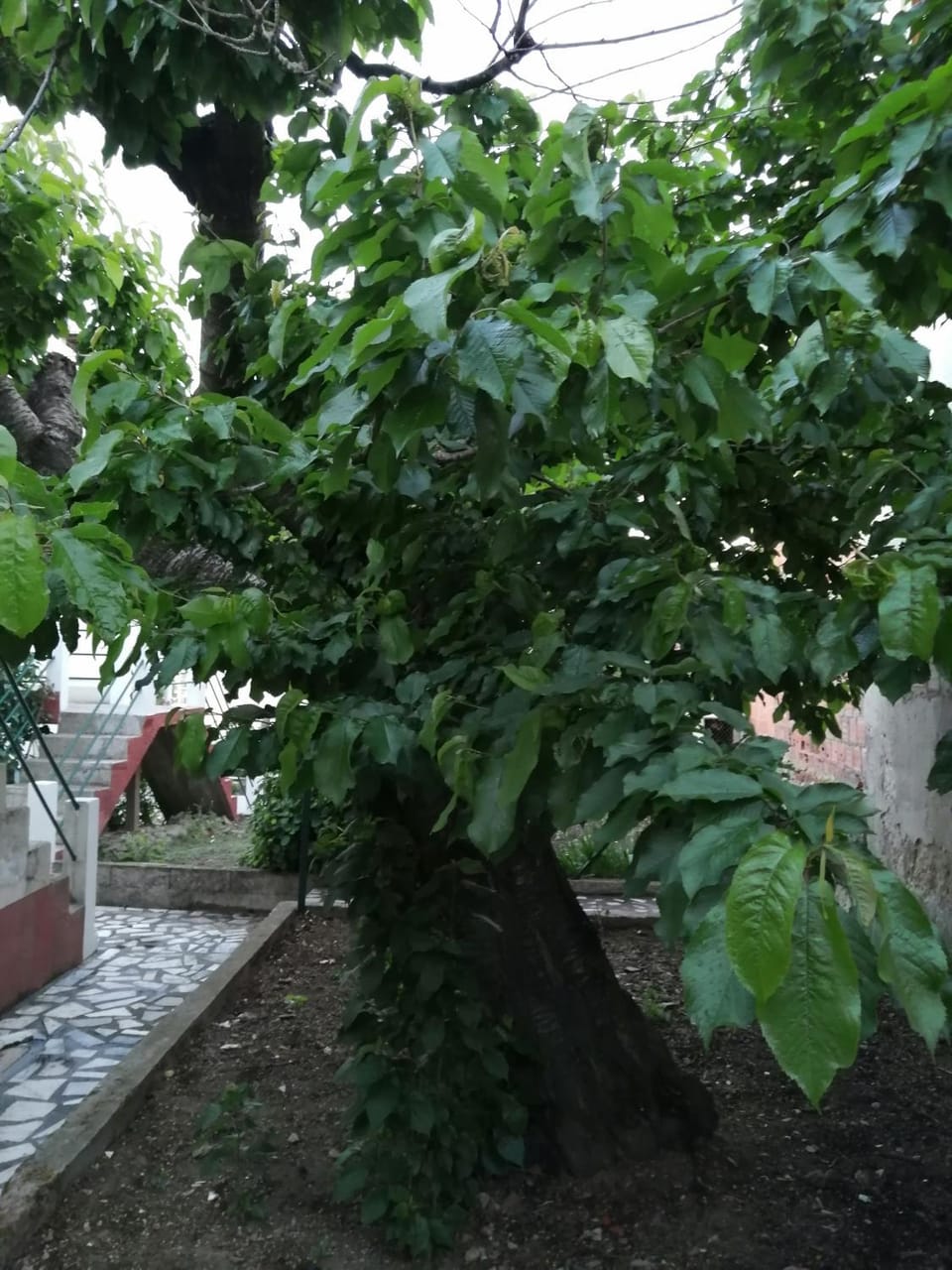 Garden, Garden view