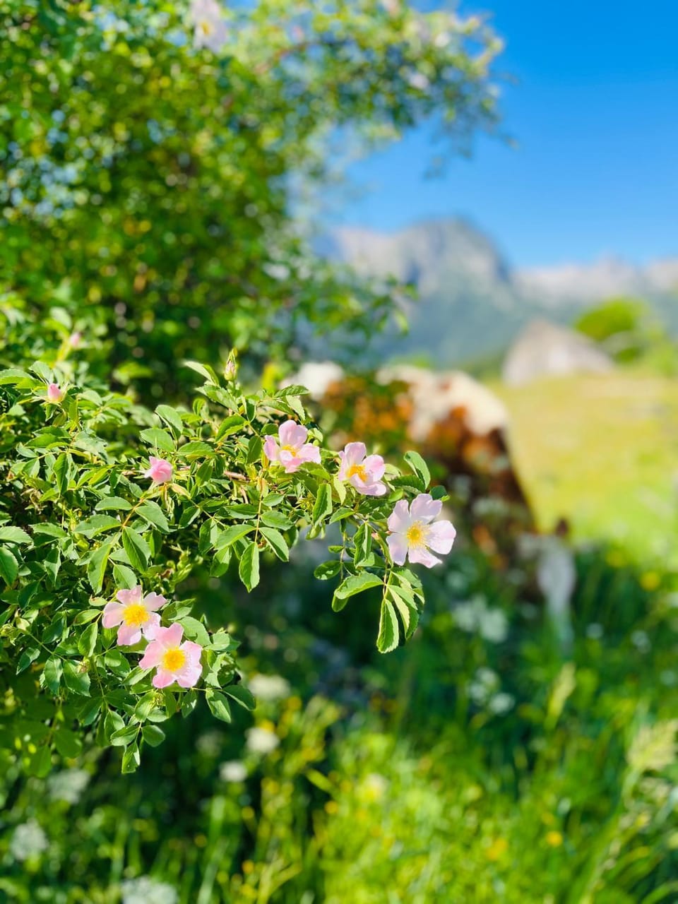 DURMITOR APARTMAN Pitomine Apartment in Montenegro