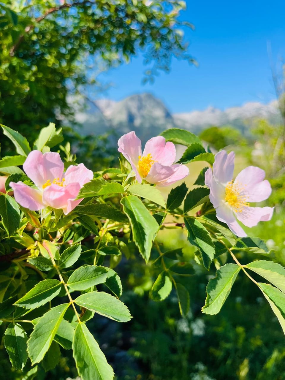 DURMITOR APARTMAN Pitomine Apartment in Montenegro