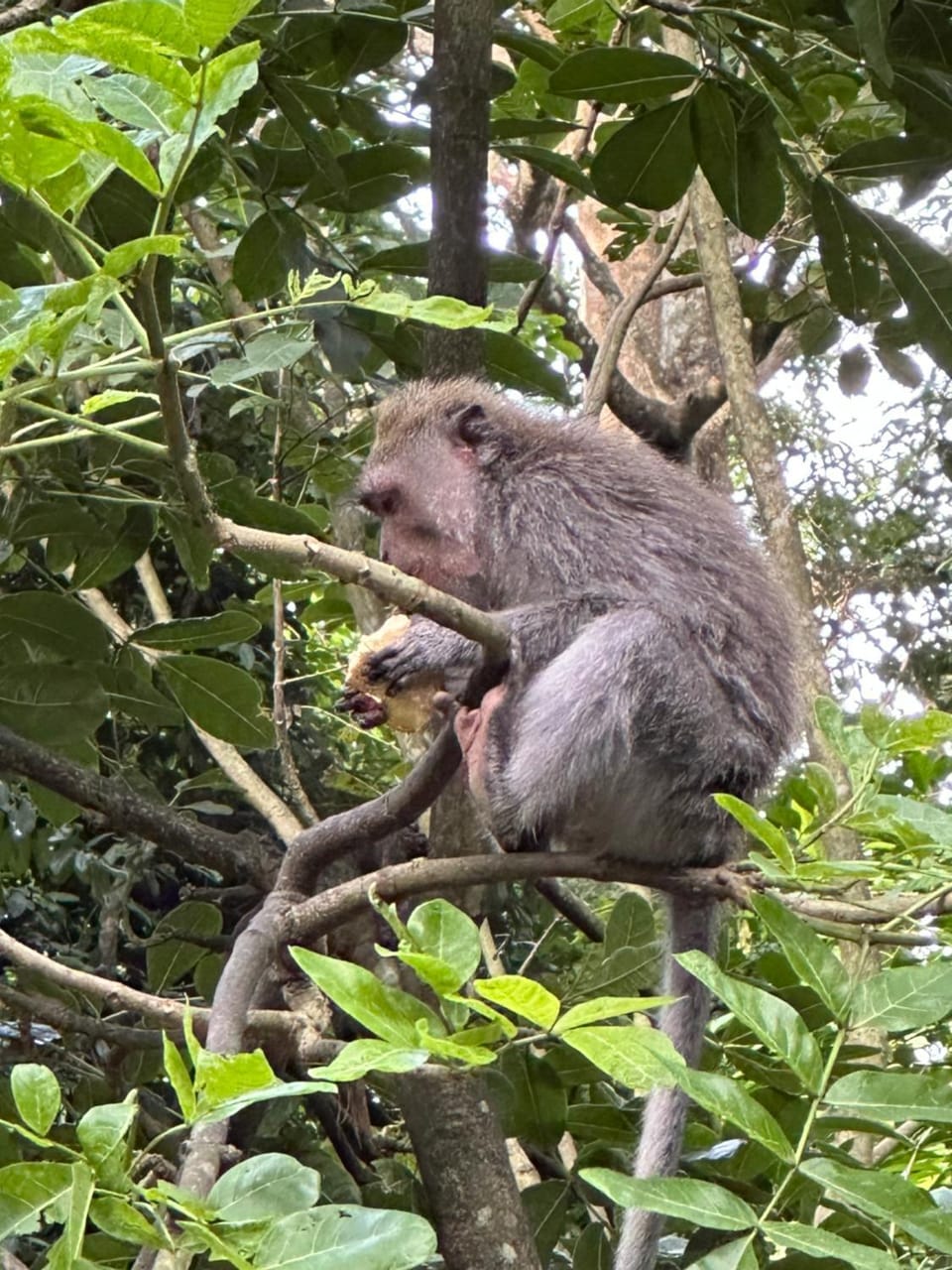 Brata Inn Ubud Hotel in Ubud
