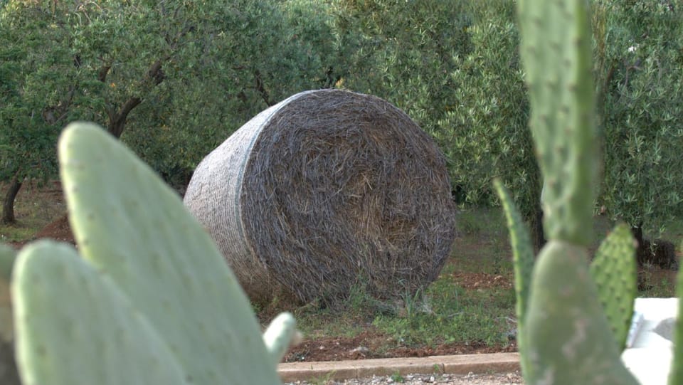 Natural landscape, Garden