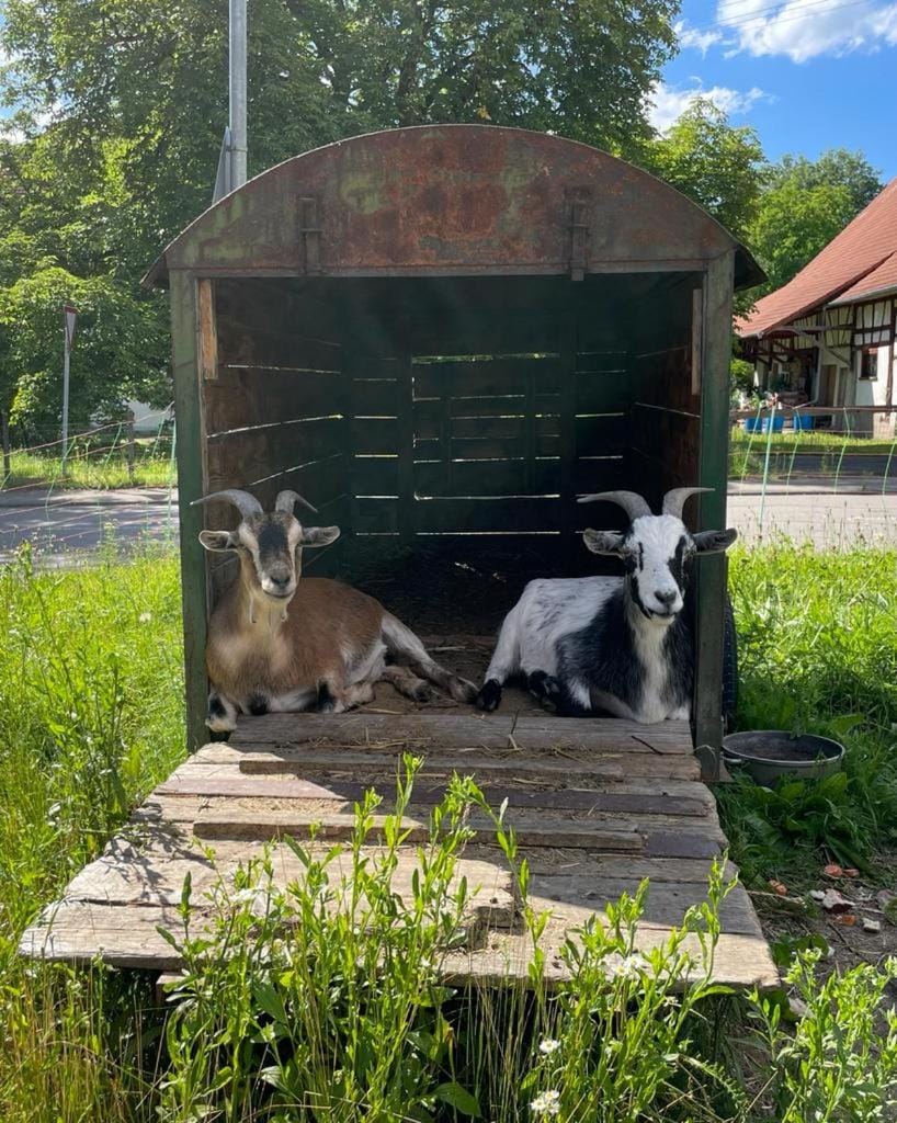 Animals