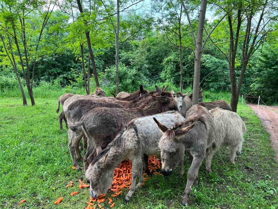Animals
