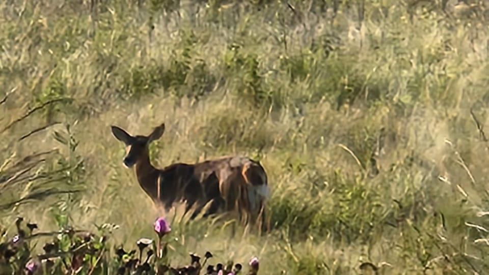 Natural landscape, Animals