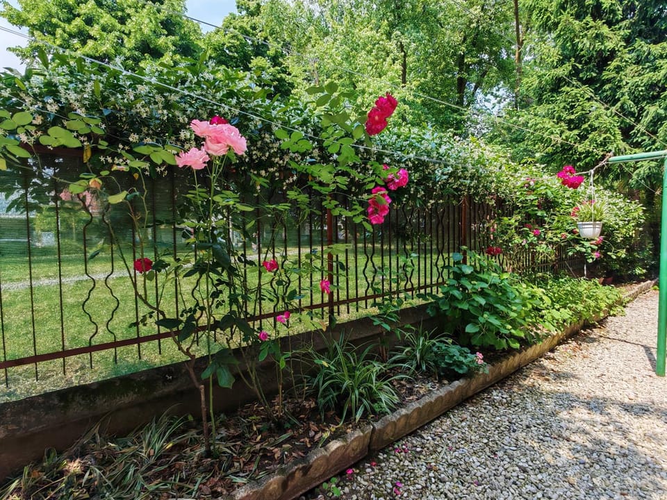 Day, Garden, Garden, Garden view