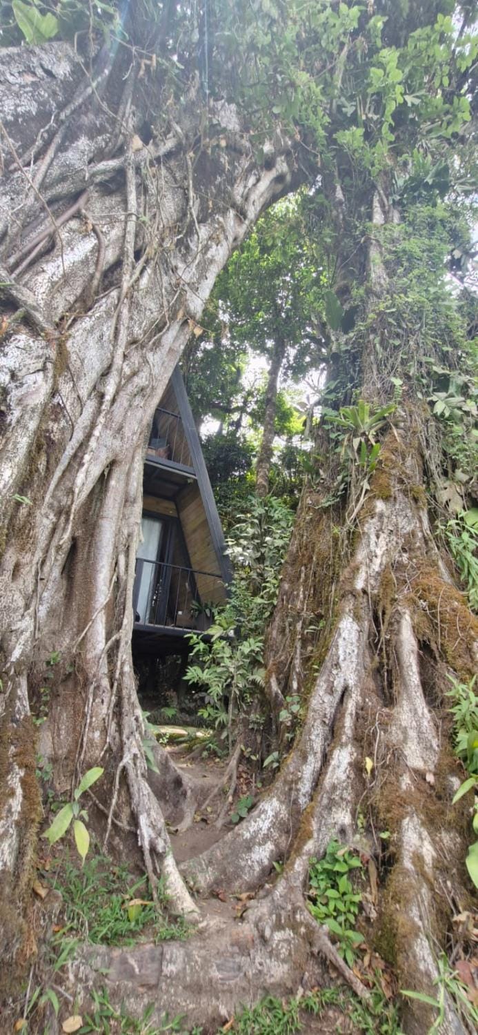 Casa del Árbol (A-Frame) - Ágape del Bosque Chalet in Monteverde