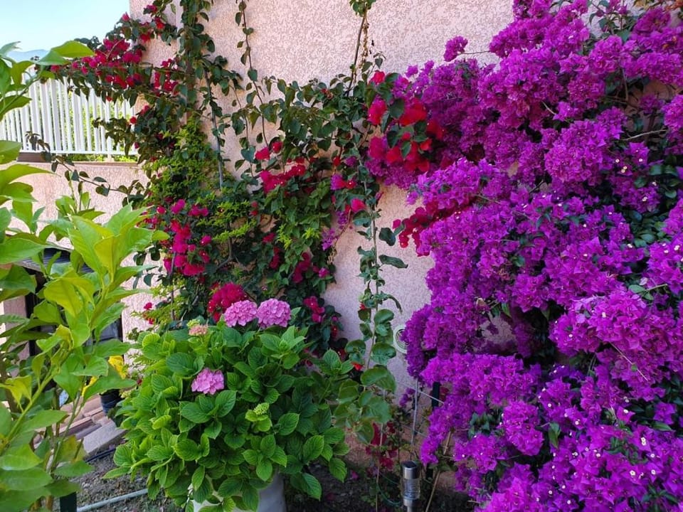 Garden view