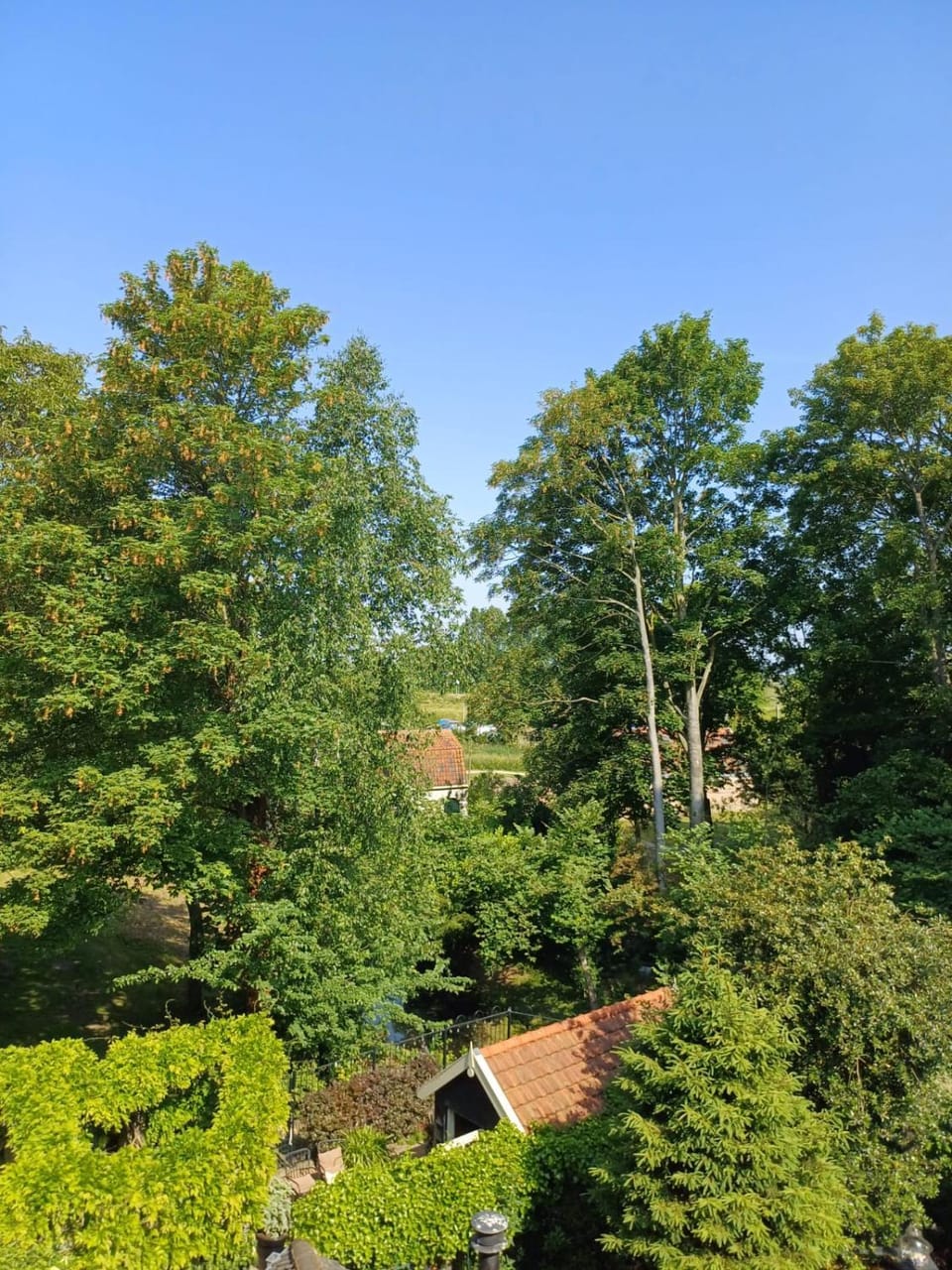 Garden view