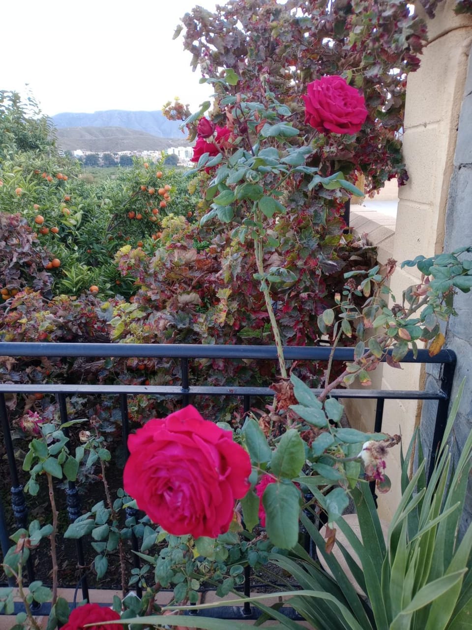 Garden view
