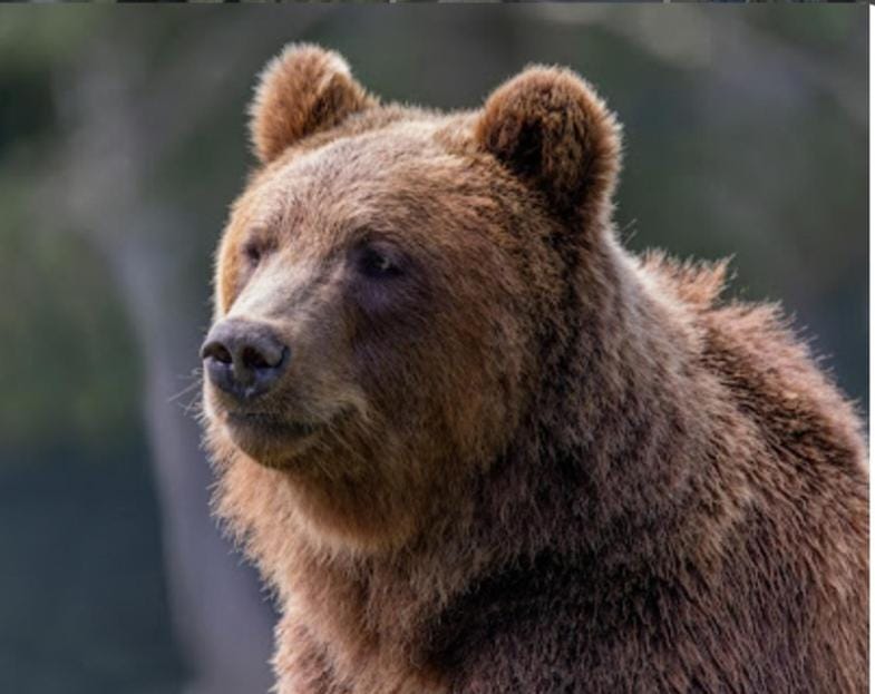 Au chant des oiseaux Apartment in Wallonia, Belgium