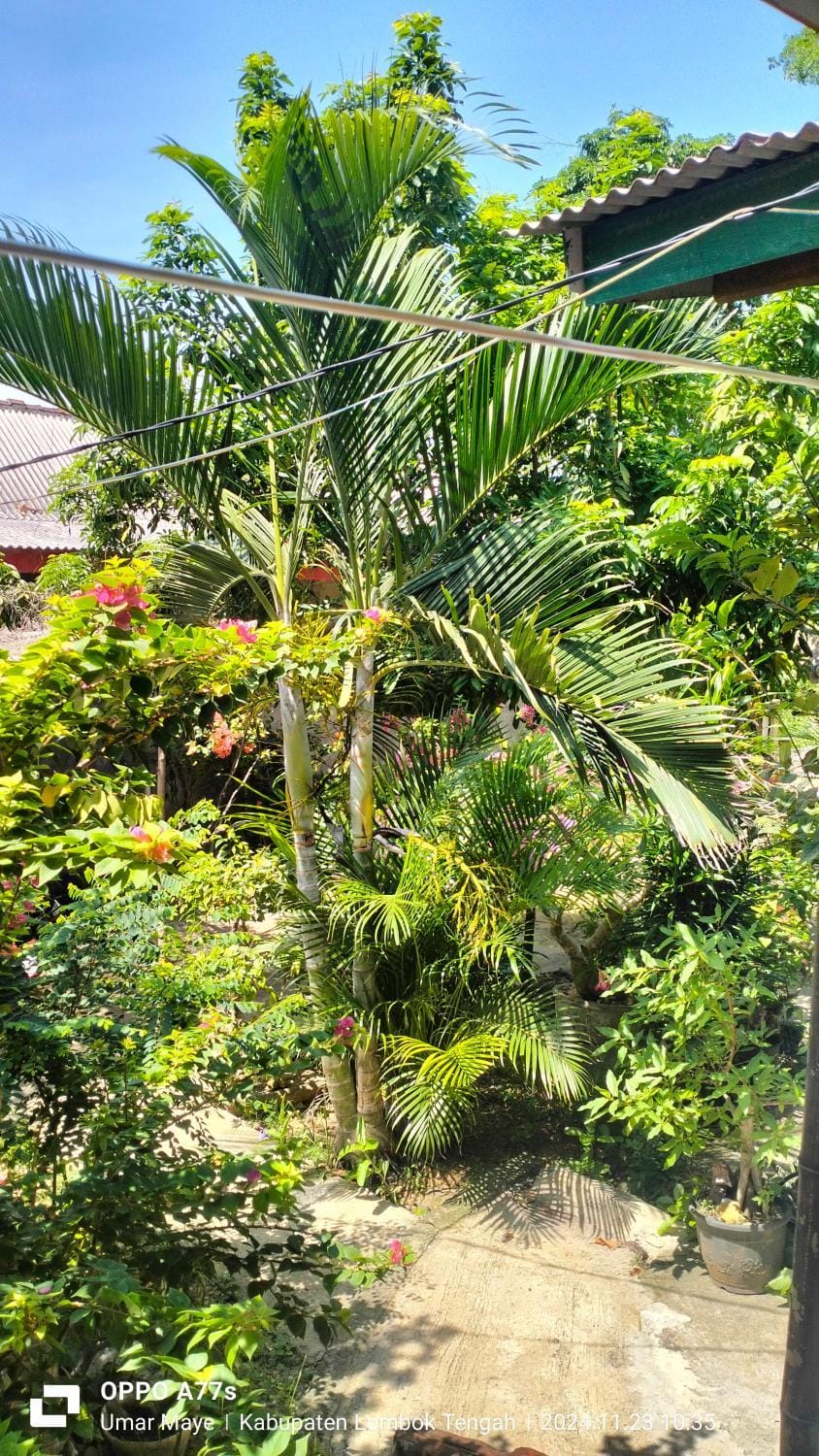 Nadil Homestay Vacation rental in Pujut