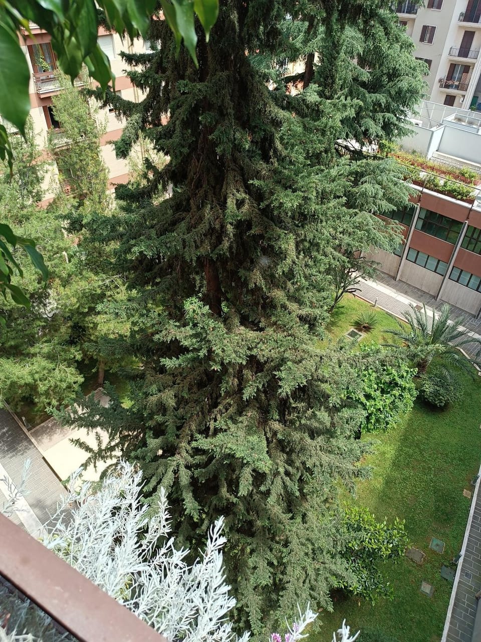 Garden view