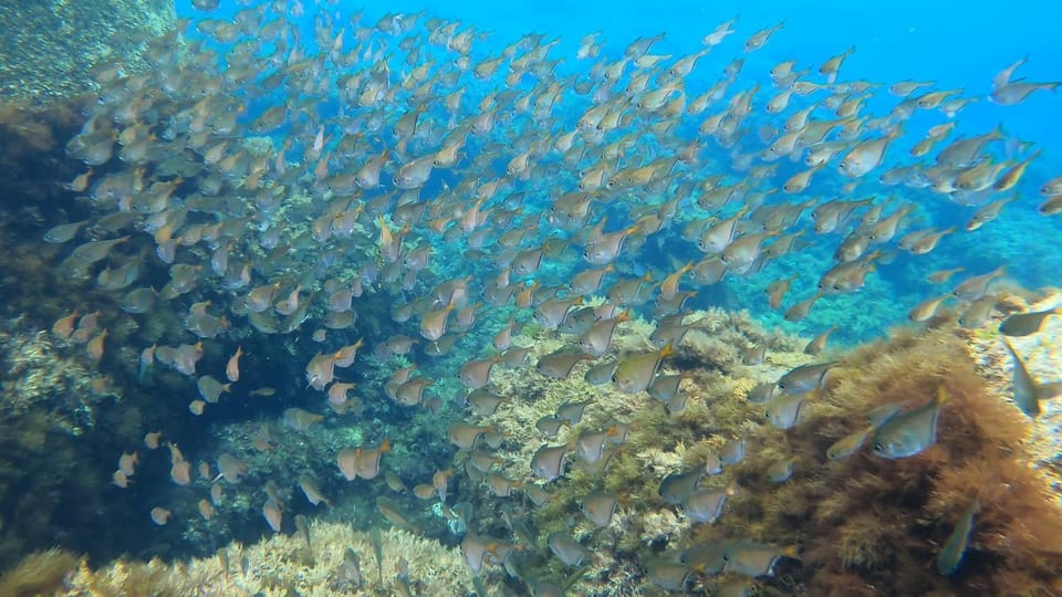 Activities, Snorkeling, Diving