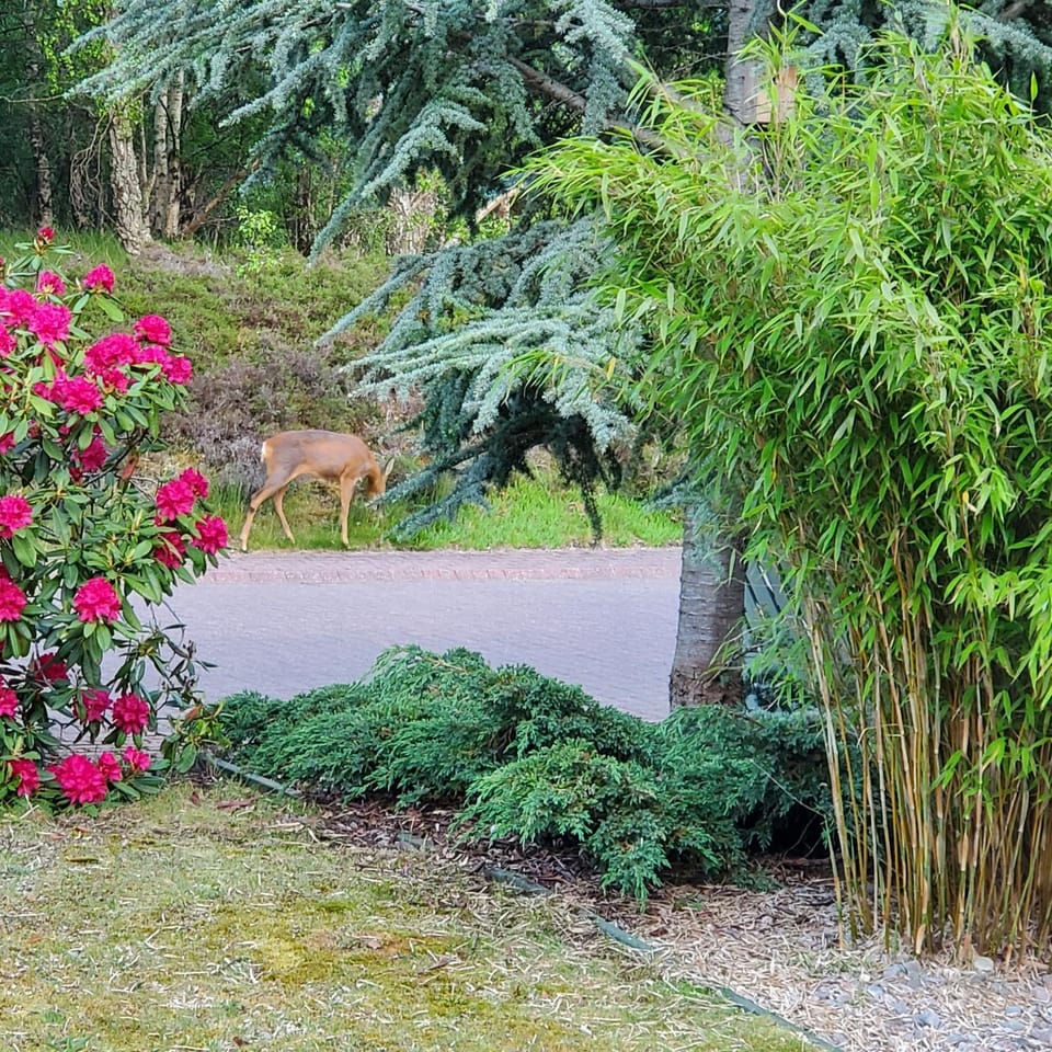 Natural landscape, Garden view