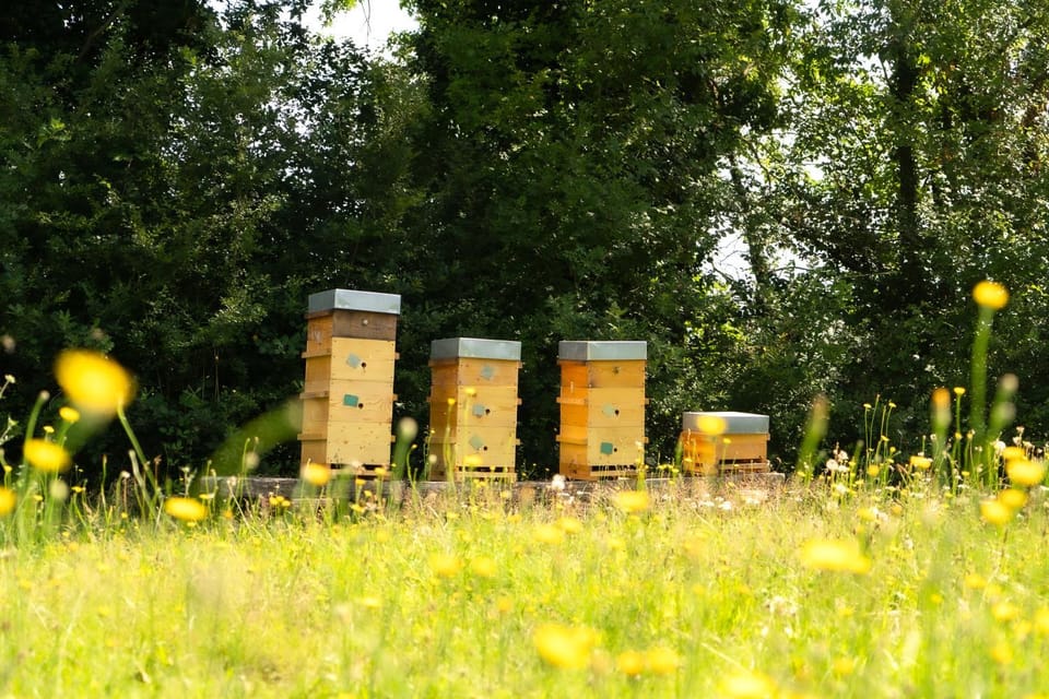 Spring, Off site, Day, Natural landscape, Activities, Summer, Garden, Garden, Autumn, On site, Seasons