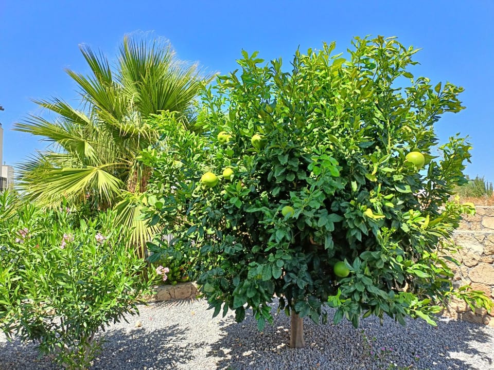 Garden, Garden view