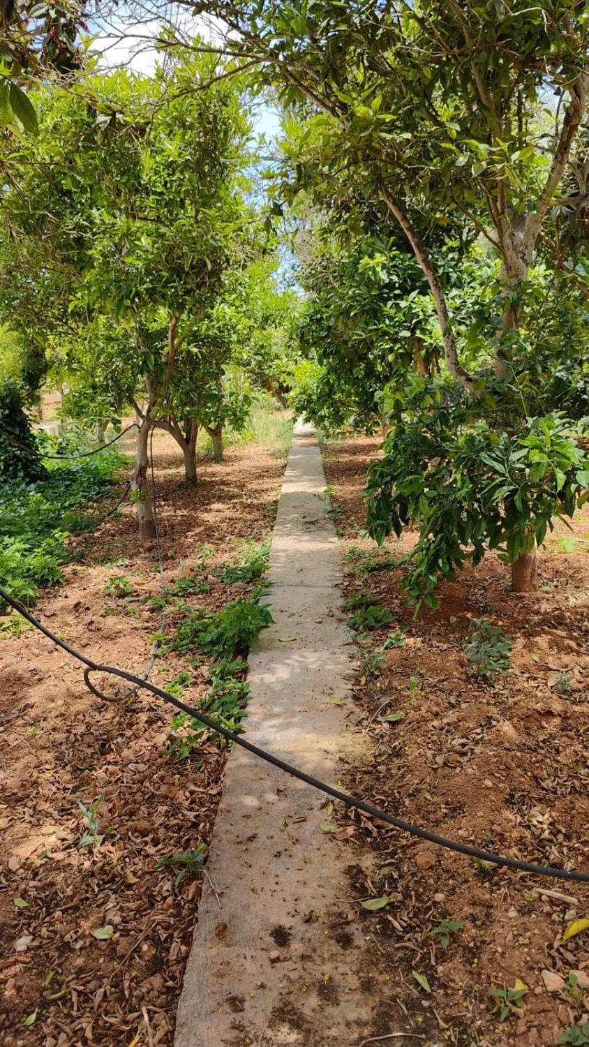 Day, Garden, Garden view