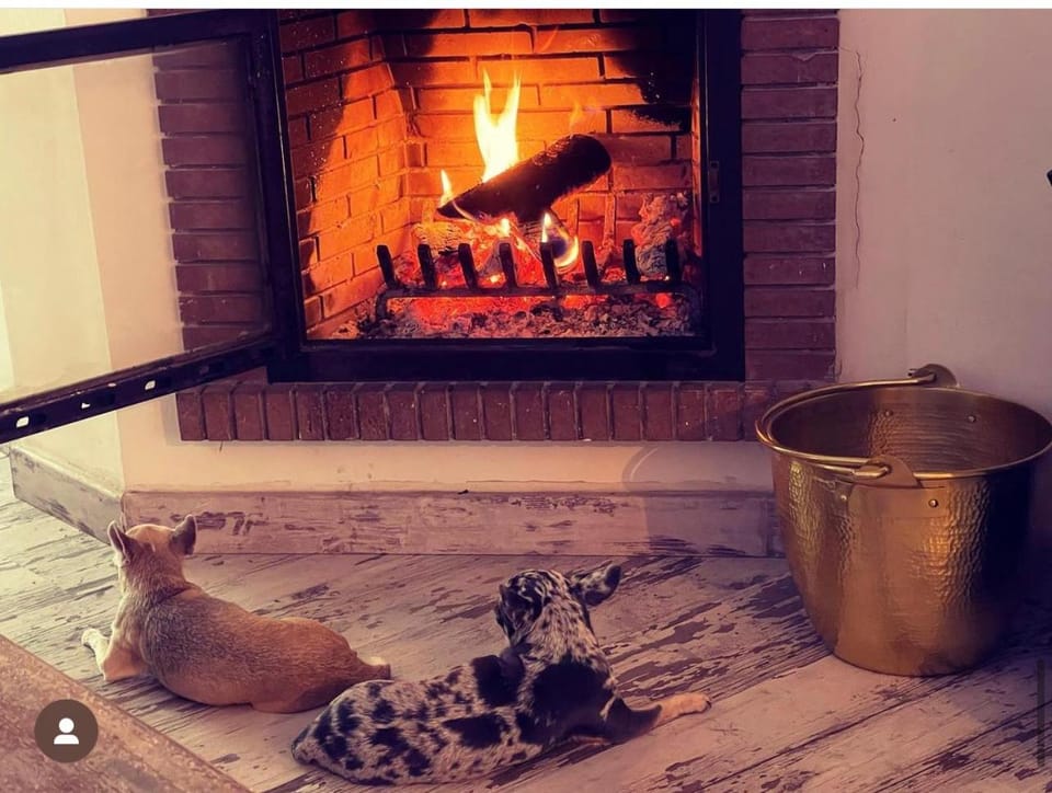 Pets, fireplace