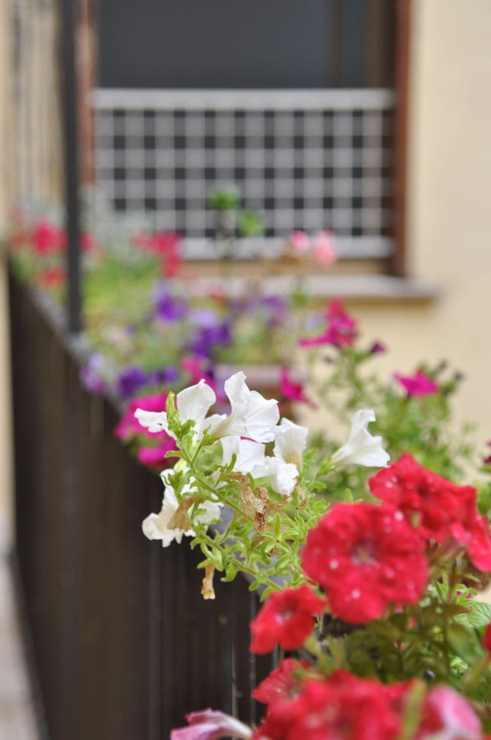 Spring
