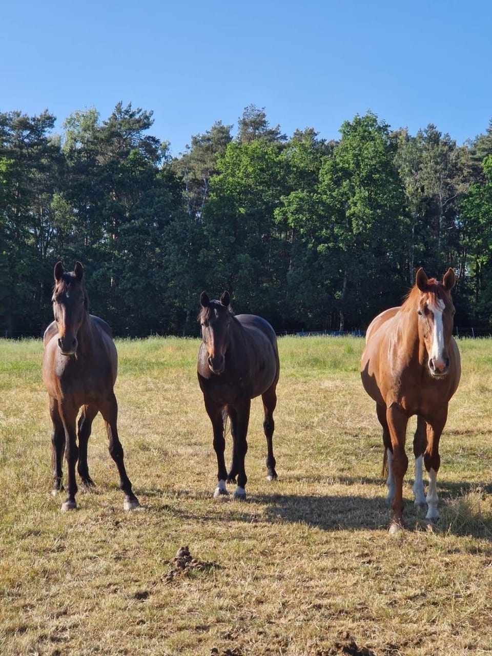 Animals