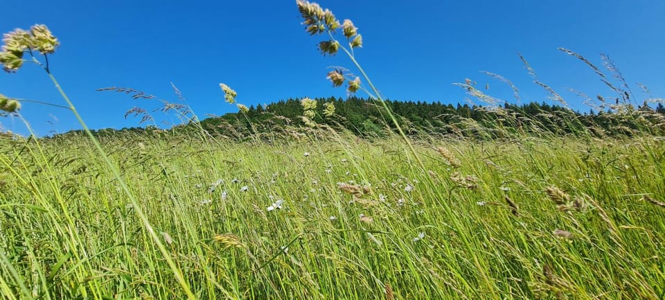 Spring, Day, Natural landscape