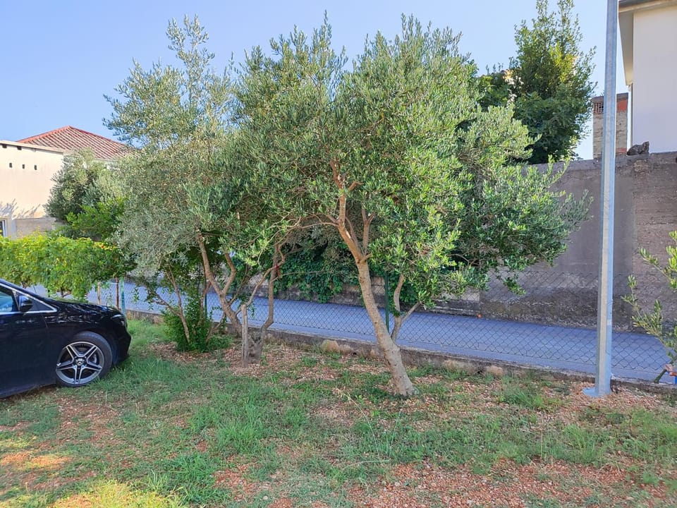 Day, Garden, Parking